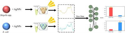 Rapid discrimination of Shigella spp. and Escherichia coli via label-free surface enhanced Raman spectroscopy coupled with machine learning algorithms